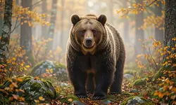 «Медведей-людоедов» в России стало некому убивать.webp